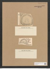 Diatomeae indet. Zeichnungen Sammlung Grunow Nr. 5050 (NHMW-BOT-W0373312)